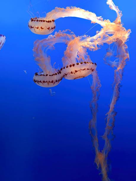 Purple-Striped Jellyfish floating against deep blue background
