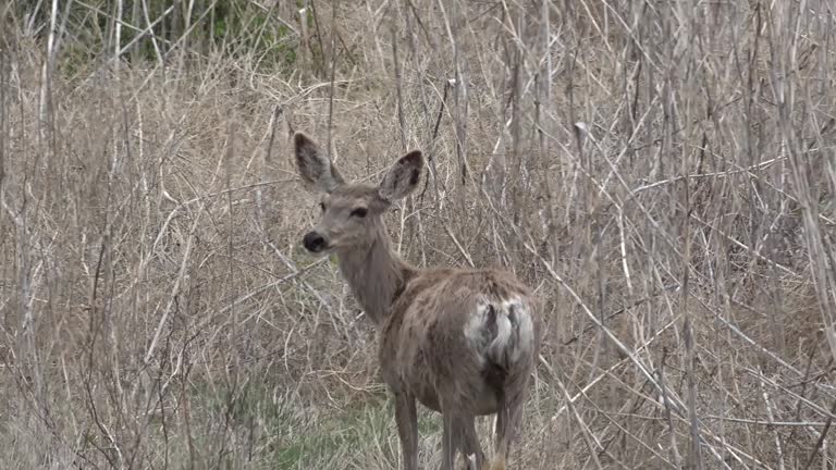 The white-tailed deer (Odocoileus virginianus), also known as the whitetail or Virginia deer