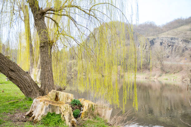 Willow leaves bloom in early spring near the Berunka River. Nature conservation concept. Czech Republic. High quality photo