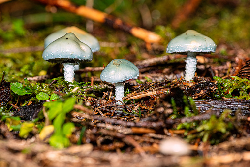 a group of green mushrooms - blue-green stropharia - Agaricus aeruginosus - in natural habitat.