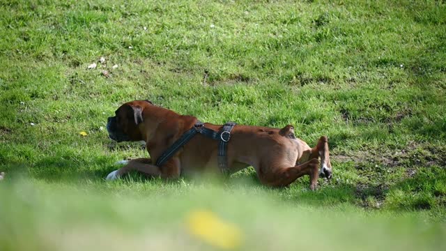 Boxer dog wriggling on grass