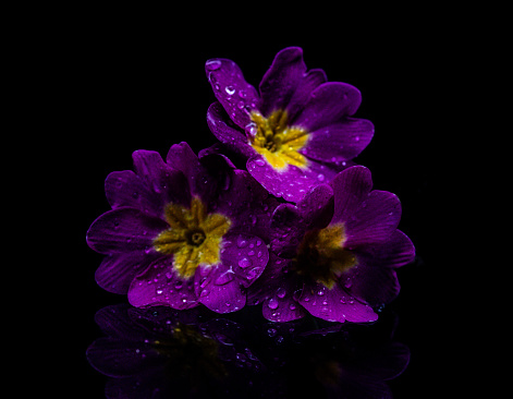 A cowslip primrose flower reflected in purple and yellow.