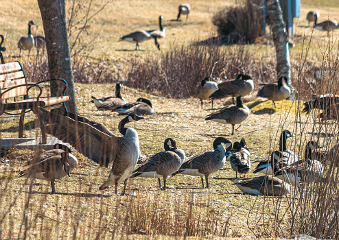 Horizontal outdoor park shot of two Canada Geese grazing in grass.  Lots of loose feathers. Lake showing at top of frame.