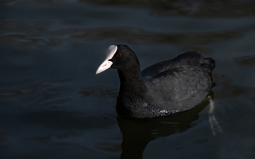 A black coot swims on a calm body of water. The white beak is clearly visible.