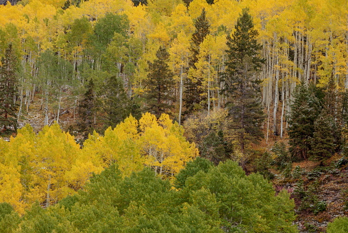 aspen trees in autumn in Colorado