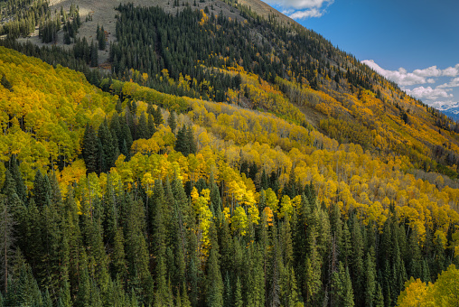 aspen trees in autumn in Colorado