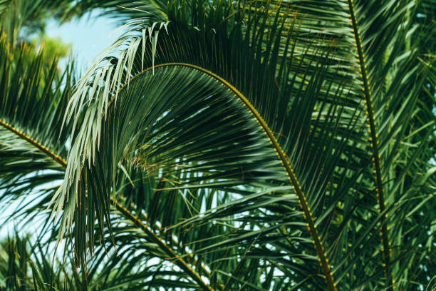 istock Lush green palm leaf bent down, tropical tree at the seaside 2097431675