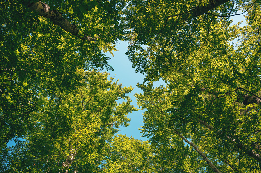 Spring and summer landscape, lonely tree on the green filed with blue sky.