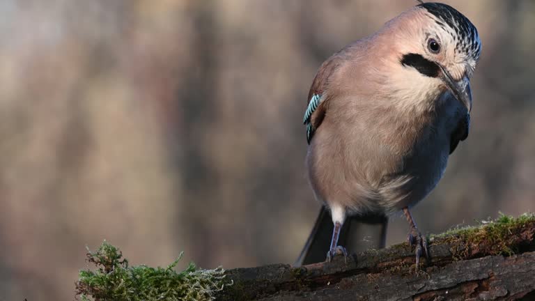 Eurasian jay Garrulus glandarius in the wild