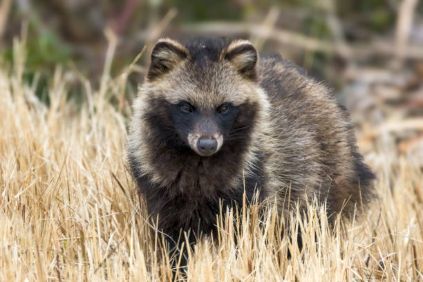 istock Raccoon dog in the winter riverbed. 2097451065