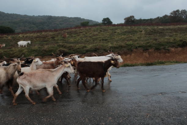 istock Goats grazing near the sea 2097453679