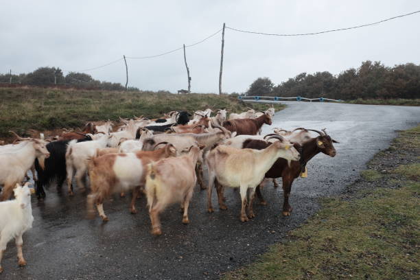 istock Goats grazing near the sea 2097453691