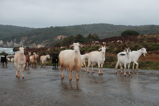 A herd of goats climbing higher than the sea goes to graze