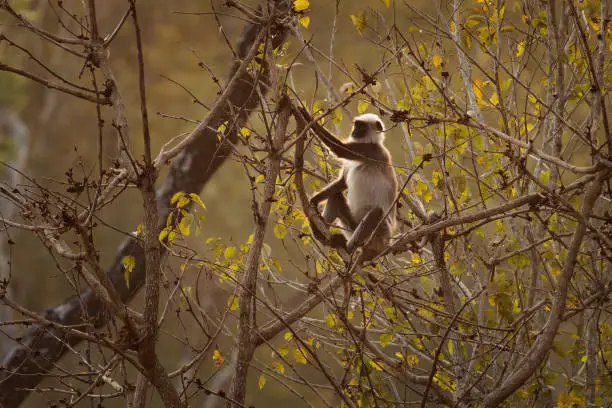 Photo of Black-footed gray or Malabar Sacred Langur - Semnopithecus hypoleucos, Old World leaf-eating monkey found in southern India, young monkey sitting in the forest