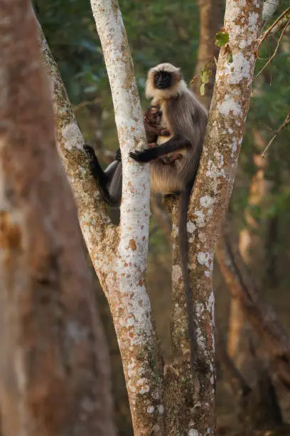 Photo of Black-footed gray or Malabar Sacred Langur - Semnopithecus hypoleucos, Old World leaf-eating monkey found in southern India, female with the baby sitting on the stump in Nagarhole park