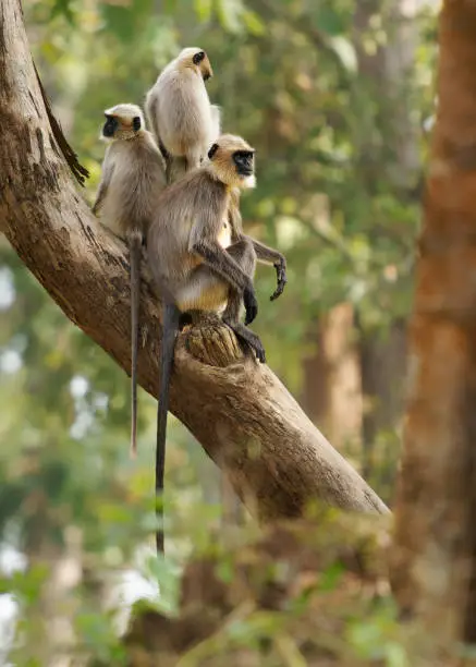 Photo of Black-footed gray or Malabar Sacred Langur - Semnopithecus hypoleucos, Old World leaf-eating monkey found in southern India, family of three members in the tree