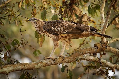 Changeable Hawk-eagle or crested hawk-eagle - Nisaetus limnaeetus cirrhatus is a large crested bird of prey  of Accipitridae, sitting on the branch in Indian forest.