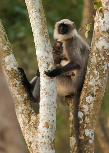 Photo of Black-footed gray or Malabar Sacred Langur - Semnopithecus hypoleucos, Old World leaf-eating monkey found in southern India, female with the baby sitting on the stump in Nagarhole park