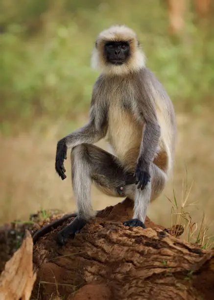 Photo of Black-footed gray or Malabar Sacred Langur - Semnopithecus hypoleucos, Old World leaf-eating monkey found in southern India, young monkey sitting in the forest