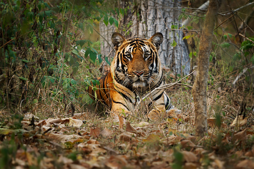 Bengal Tiger,  Panthera tigris tigris, is the biggest cat in wild, cat in Indian jungle in Nagarhole tiger reserve, big hunter in the greeen jungle, close view, nice natural background.