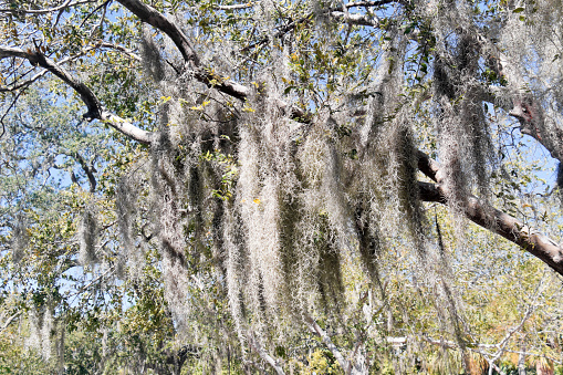 Oak tree overgrown with Spanish moss in a nature reserve in Florida, USA.