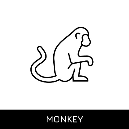 Monkey, Chimpanzee Editable Stroke Single Line Icon Design. Pixel Perfect Vector Icon. Perfect icons for mobile and web