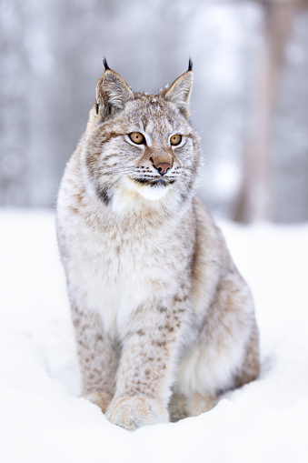 Close-up of resting lynx. It is lying on dry leaves among the dense vegetation in the forest and looking at camera.