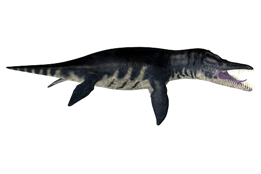 Liopleurodon was a carnivorous marine plesiosaur that lived in the Jurassic seas of Europe and Canada.