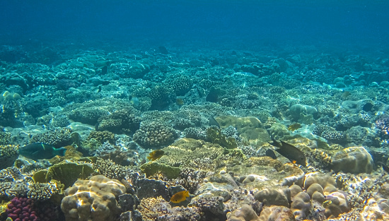Underwater Scene - Tropical Seabed With colored Reef. Wildlife colorful marine panorama landscape.