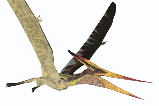 Pteranodon was a reptile carnivorous Pterosaur that lived in North America during the Cretaceous Period.