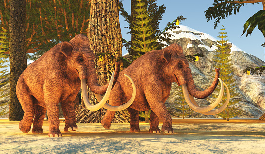 An illustration of a group of Woolly Mammoths grazing in a field in the morning sun.