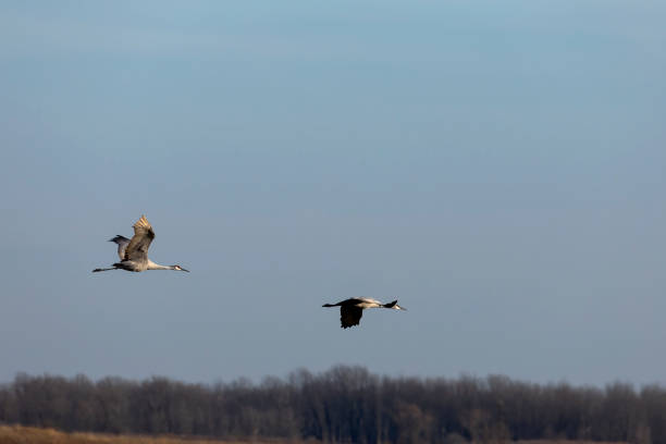 istock The sandhill crane (Antigone canadensis) 2097483138
