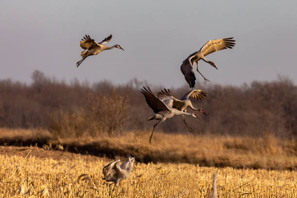 istock The sandhill crane (Antigone canadensis) 2097485240