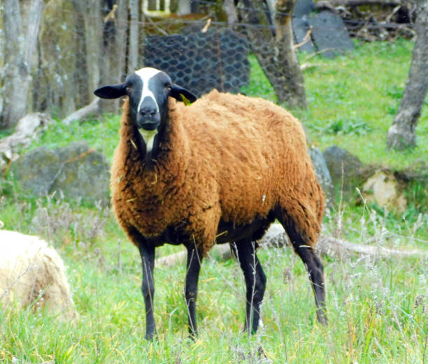 istock sheep grazing on the meadow 2097486304