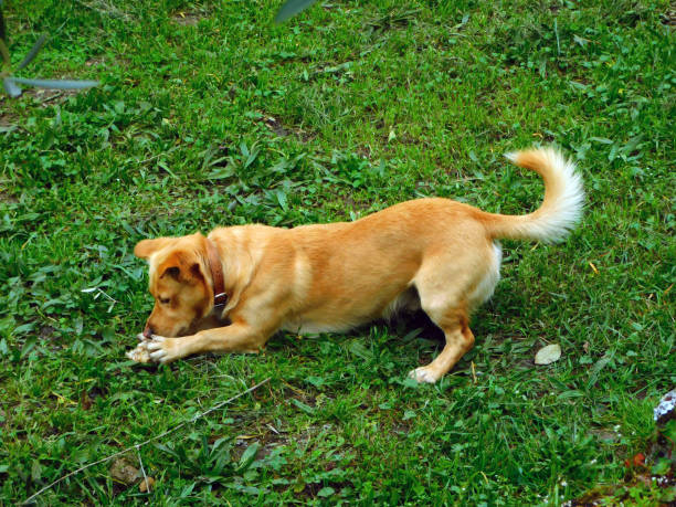 istock a dog with a bone in its mouth running in the grass. 2097495754