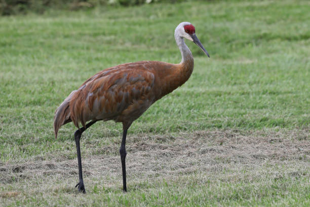istock The sandhill crane (Antigone canadensis) 2097499923