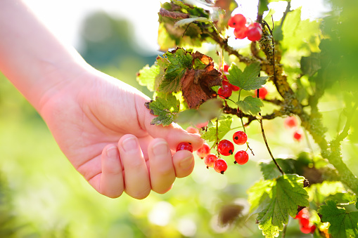 A child picking up red currant in the garden on a sunny summer day. Kids hand is stretching and grabbing ripe juicy berries.