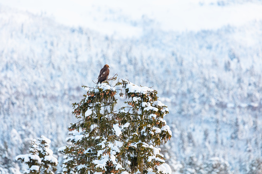 A majestic golden eagle sits atop a snow-covered pine tree with a dense Nordic forest backdrop in winter.