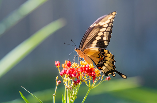 Black Swallowtail butterfly feeding on colorful milkweed flowers