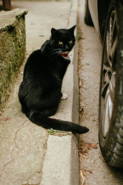 istock Staring black cat stock photo 2097544251