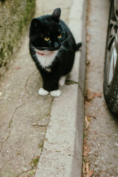 istock Staring black cat stock photo 2097544763
