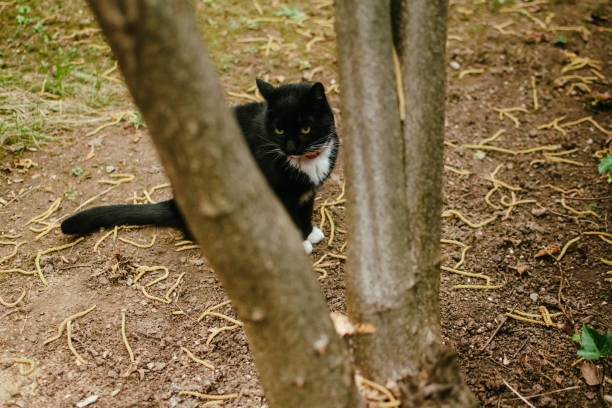 Black cat stock photo