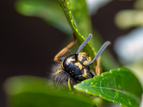 A macro shot of a yellow jacket on it's nest