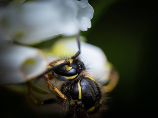 istock Large yellow striped Wasp or Hornet with large faceted compound eyes on a green leaf. Side view. Macro photography of insects, selective focus, copy space. 2097546351