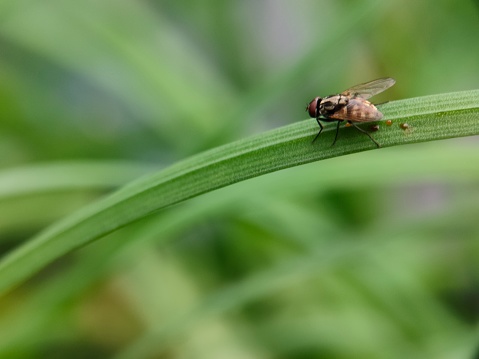 a fly on a leaf. the fly remained silent. Flies are a type of insect from the order Diptera (derived from the Greek di meaning two and ptera meaning wing). Flies are insects that undergo complete metamorphosis, namely egg, larva (maggot), pupa and adult stages. The life cycle of flies varies greatly.