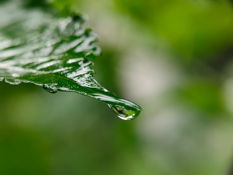 dew on the tips of the leaves. dew will appear every morning and evening. Dew will come out on the surface of the leaves, then will gather at the tips of the leaves. when the dew has collected, it will fall to the ground.