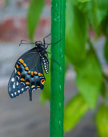 Black Swallowtail butterfly recently emerged from chrysalis