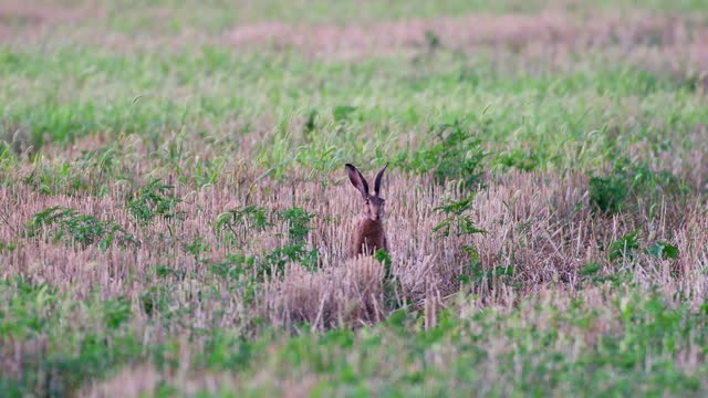 Wild European Hare Lepus Europaeus eats grass in the wild