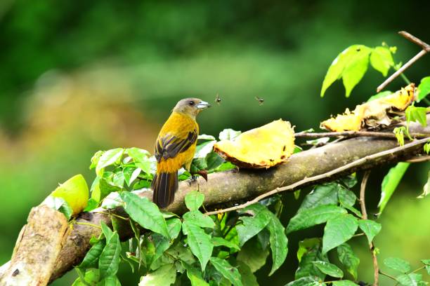 A female scarlet rumped tanager perches on a tree branch in Costa Rica.