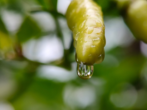 dew on the tip of the chili fruit. At night and in the morning, temperatures tend to cool down. Earth's air contains water vapor in it. The more water vapor it contains, the more humid the air is. This causes water vapor that is suspended in the air to then experience condensation or condensation, producing dew drops